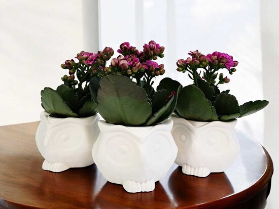 MOKYKLAI, DARŽELIUI, BŪRELIAMS